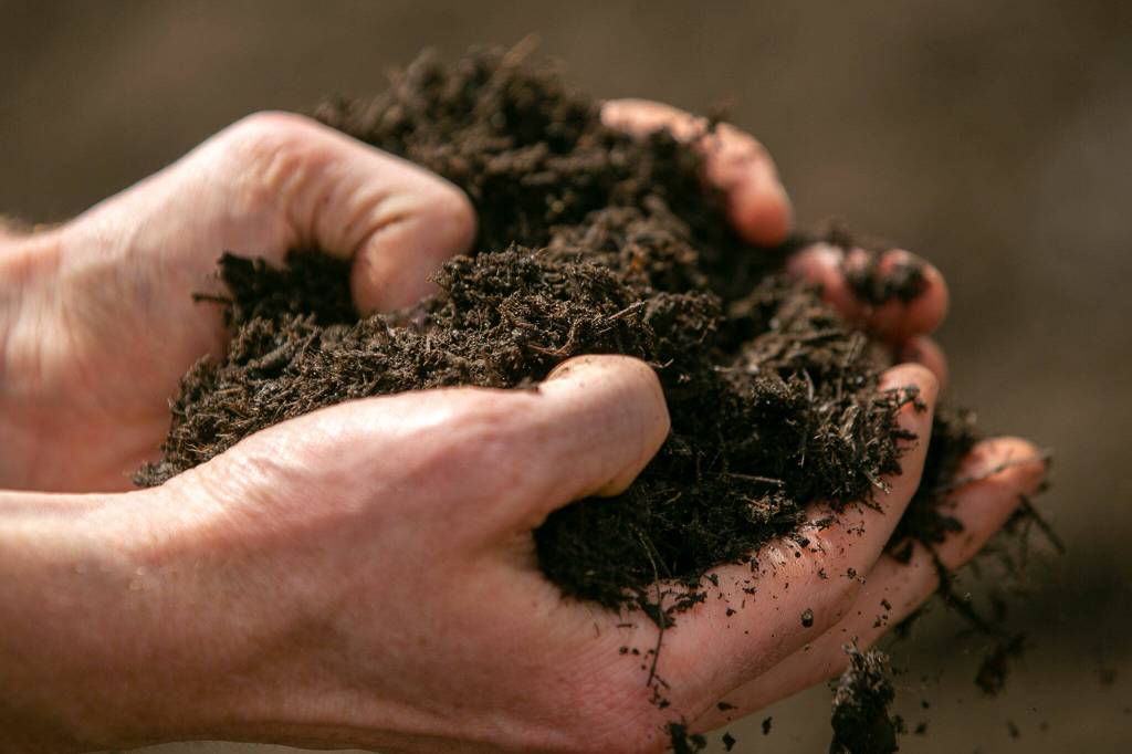 James Berntson holds a handful of compost on June 21, at Radicle Roots Farm in Snohomish. (Ryan Berry / The Herald)