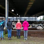 Four women watch as numerous cows go through labor at Werkhoven Dairy on June 17 in Monroe. (Ryan Berry / The Herald)
