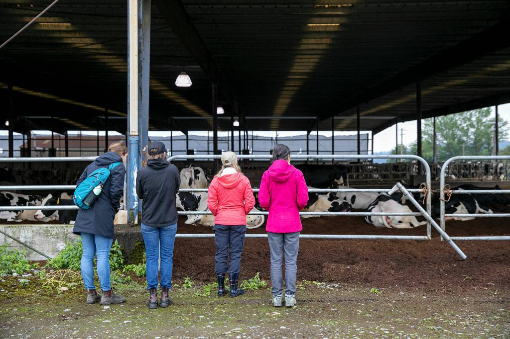 Four women watch as numerous cows go through labor at Werkhoven Dairy on June 17 in Monroe. (Ryan Berry / The Herald)