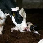 A mother cow licks her newborn calf at Werkhoven Dairy on June 17 in Monroe. (Ryan Berry / The Herald)