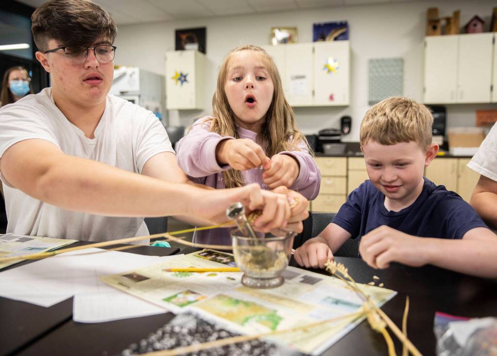 Lillian Charron, center, reacts to figuring out how to pull wheat seeds off of the stem during a FFA focused summer school class on July 7, in Marysville. (Olivia Vanni / The Herald)