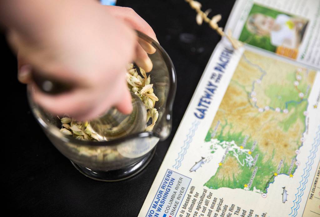 Students grind wheat seeds down to try and make flour on July 7, in Marysville. (Olivia Vanni / The Herald)