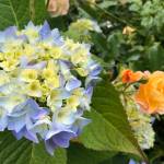 With plenty of rain in June, nutrients have been washed out of the soil. So it is even more critical to apply fertilizer. (Sunnyside Nursery)