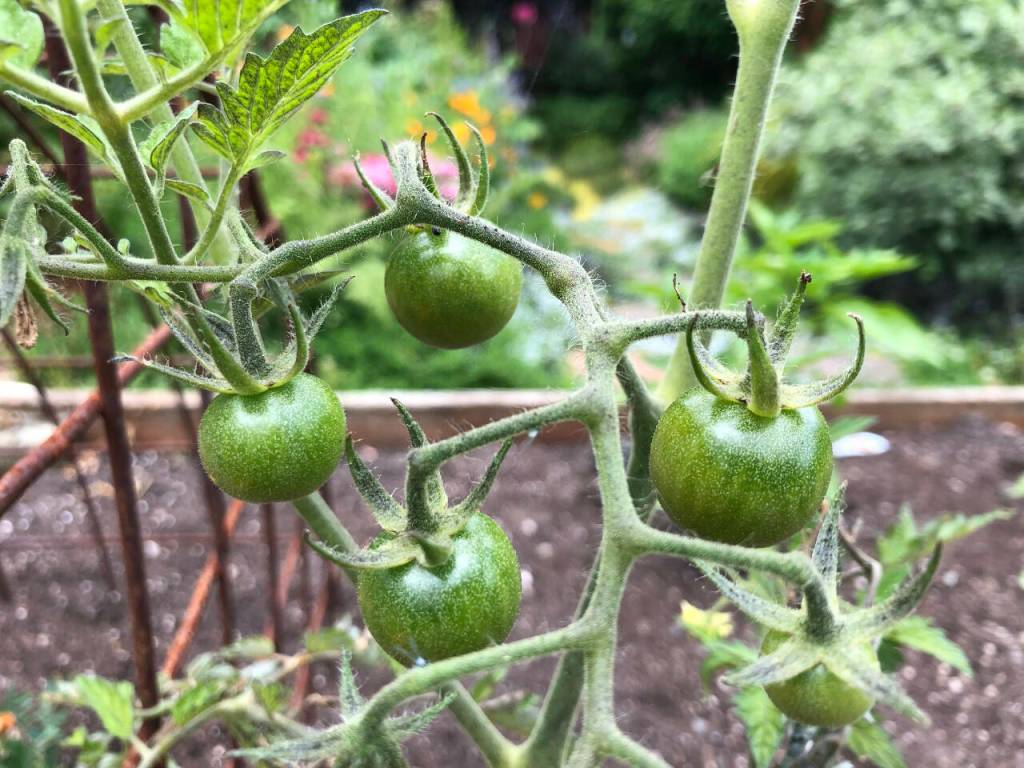 Veggies like tomatoes can benefit from a preventative application of fungicide. (Sunnyside Nursery)