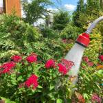 Established trees and shrubs may only need water once or twice a month, while shallow-rooted annuals and perennials usually need water two or three times a week. (Sunnyside Nursery)