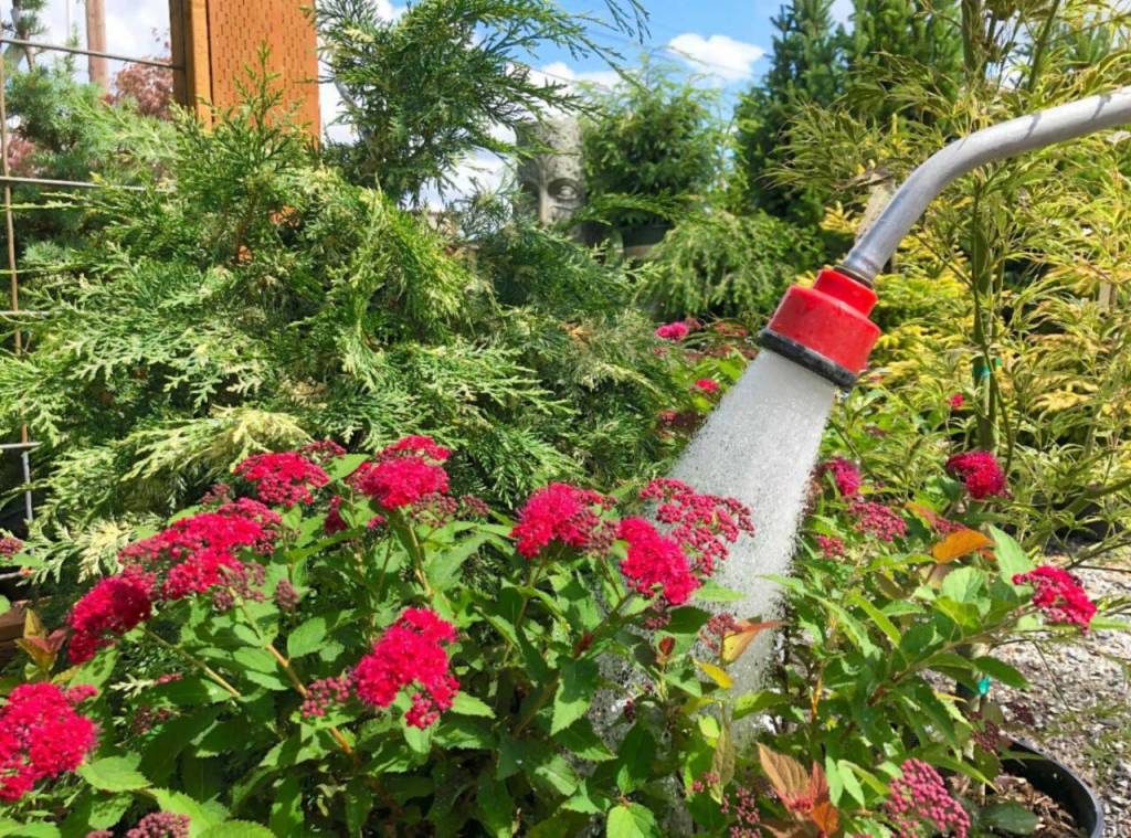 Established trees and shrubs may only need water once or twice a month, while shallow-rooted annuals and perennials usually need water two or three times a week. (Sunnyside Nursery)