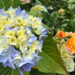 Hydrangea and rose