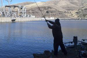 FILE - In this Oct. 19, 2016 file photo, a man fishes for salmon in the Snake River above the Lower Granite Dam in Washington state. Three Republican U.S. House members from Washington state are criticizing Sen. Patty Murray, D-Wash., for opposing their legislation that would prevent the breaching of four dams on the Snake River to help improve endangered salmon runs. (Jesse Tinsley /The Spokesman-Review via AP, File)