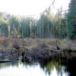 This marsh near Granite Falls is now called Holland Marsh. (Chuck Holland)