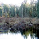 This marsh near Granite Falls will be called Holland Marsh. (Chuck Holland)