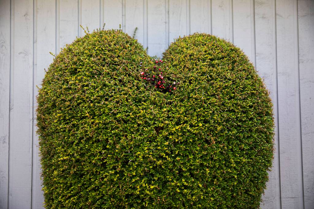 A heart shaped bush at a Mukilteo garden-quilt tour home on Thursday, July 7, 2022. (Olivia Vanni / The Herald)