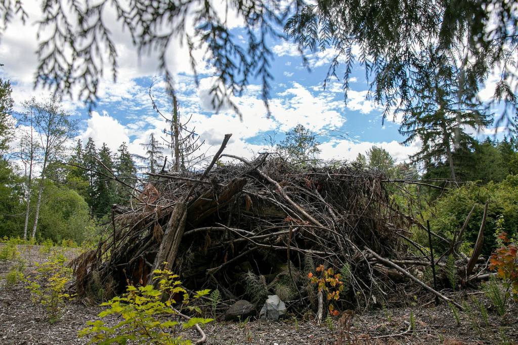 A mound of branches and other natural debris provides habitat for animals on Thursday at a new protected habitat south of Mill Creek. (Ryan Berry / The Herald)