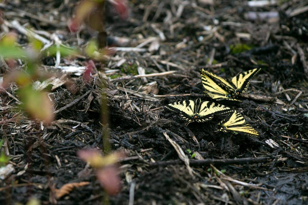 A group of tiger swallowtails congregate on the ground on Thursday at a new protected habitat south of Mill Creek. (Ryan Berry / The Herald)