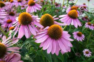 Purple and orange perennial cone flowers Echinacea Purpurea in a botanical garden.