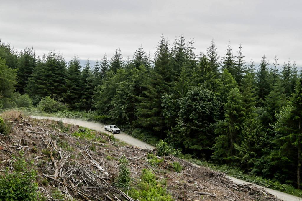 Justin Sundstrom, Forest Service ranger, drives down the Green Mountain Rd on July 23 near Granite Falls. (Kevin Clark / The Herald)