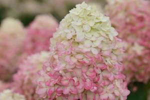 The Limelight Prime Panicle Hydrangea. (Proven Winners)