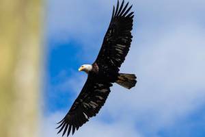 A bald eagle flys over Howarth Park back to it’s perch on Friday, April 22, 2022 in Everett, Washington. (Olivia Vanni / The Herald)
