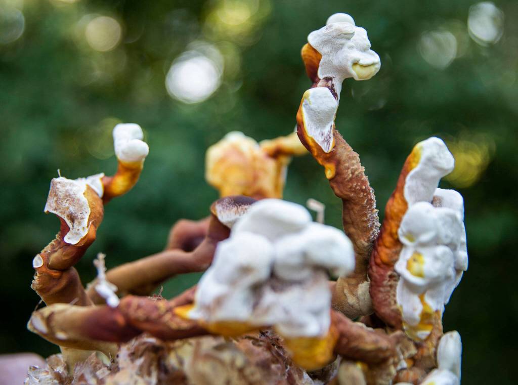 Mushrooms used to make the Biome Borneo board game. (Olivia Vanni / The Herald)