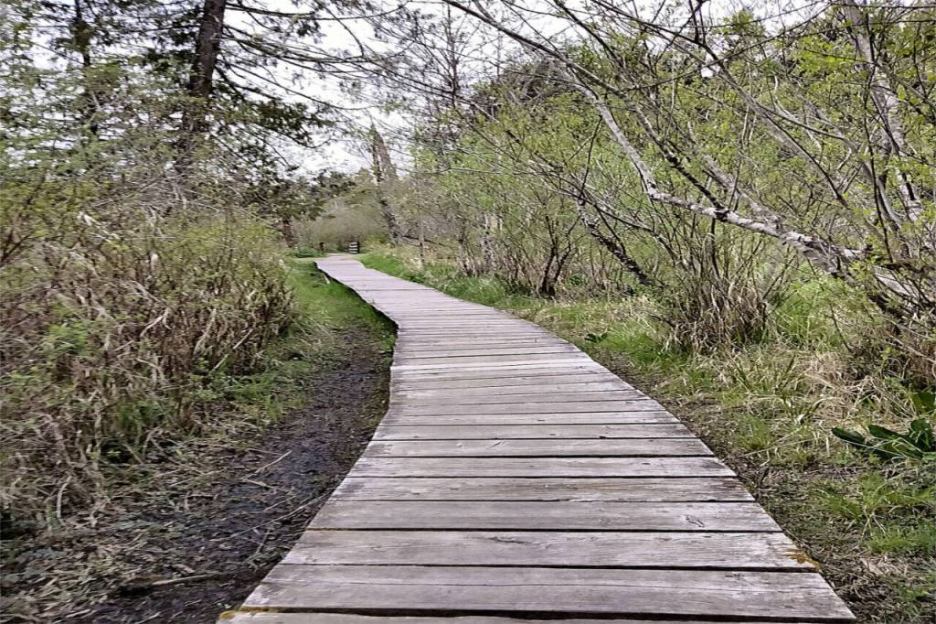 Miles of diverse hiking at Millersylvania State Park, near Olympia, begin and end with this neat walkway.