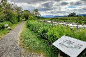 An easy one-mile loop near the visitor center at Seaquest State Park explores the edge of Silver Lake.
(Scott Hewitt/The Columbian)