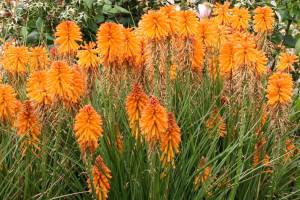 ‘Poco Orange’ Red Hot Poker. (Terra Nova Nurseries)