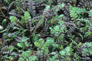 Leptinella squalida, Platt’s Black, commonly called Platt’s Black brass buttons. (Richie Steffen)
