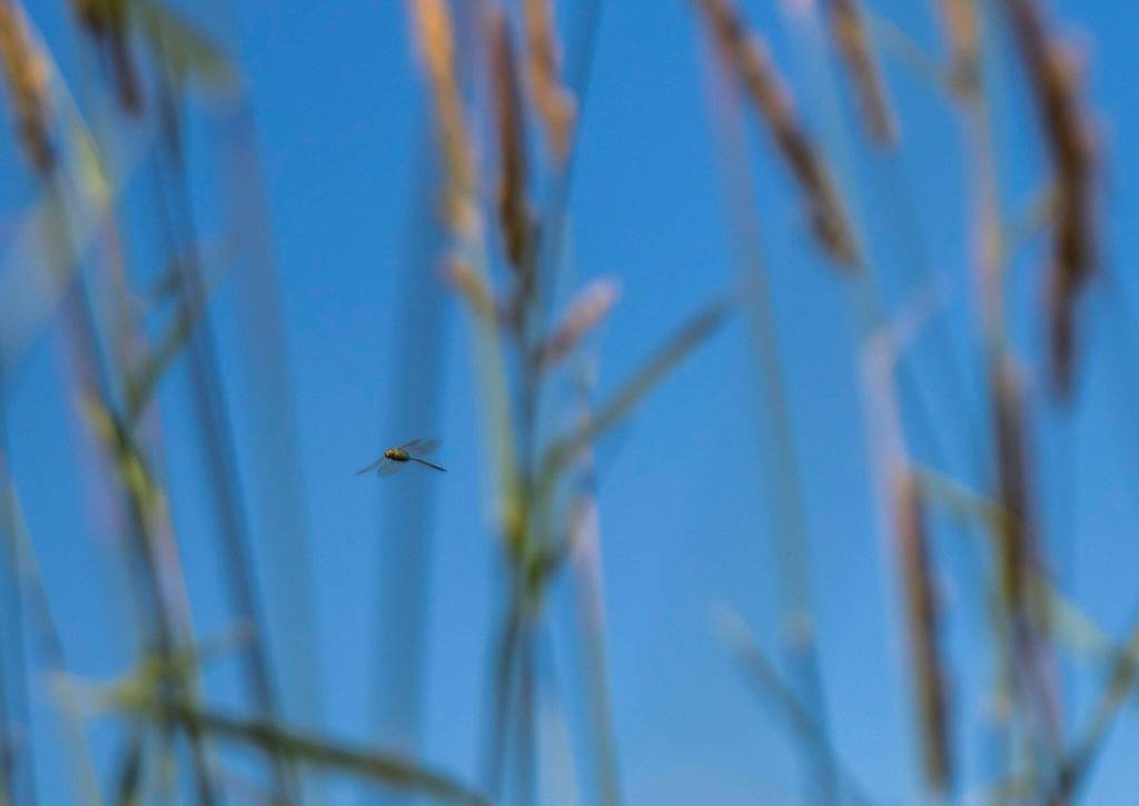 A dragonfly maneuvers through the tall grass along the Shadow Lake and Snohomish River Trail. (Olivia Vanni / The Herald)