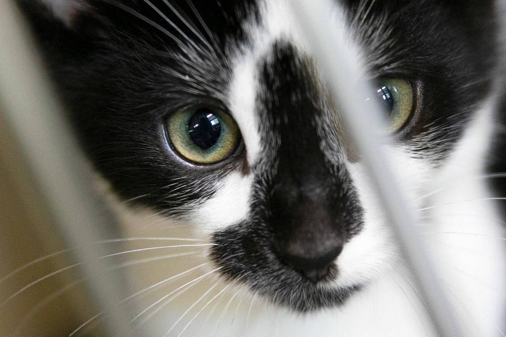 One of three young kittens from the same litter peers through the bars on his kennel on Wednesday, July 20, 2022, at Purrfect Pals Cat Sanctuary in Arlington, Washington. (Ryan Berry / The Herald)