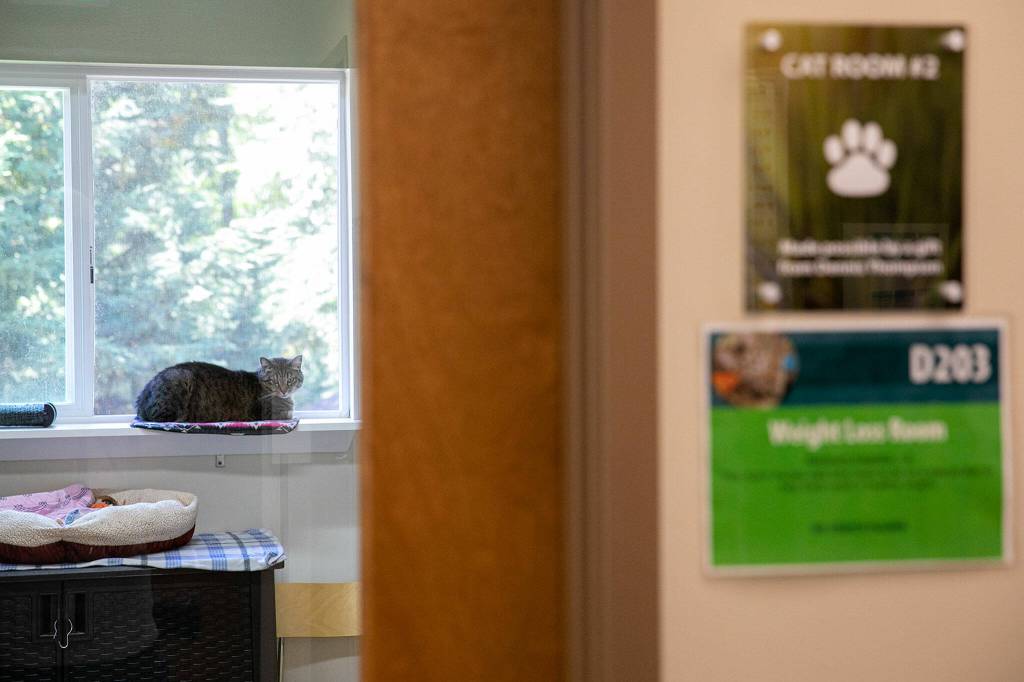 A cat living in the weight loss room sits in the window, likely waiting for dinner, on Wednesday, July 20, 2022, at Purrfect Pals Cat Sanctuary in Arlington, Washington. (Ryan Berry / The Herald)