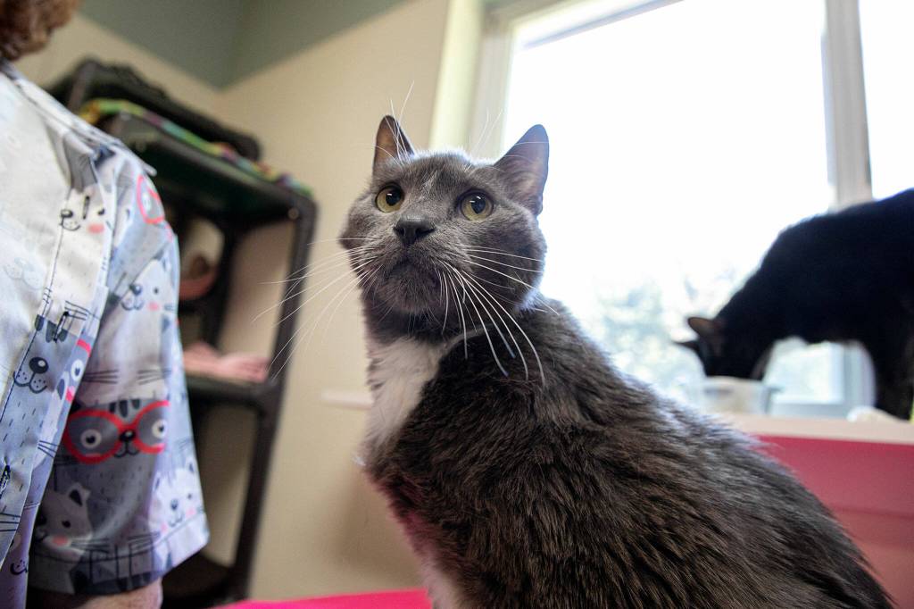 Servo looks towards the photographer while trying to get some pets from people in the room July 20 at Purrfect Pals Cat Sanctuary near Arlington. (Ryan Berry / The Herald)