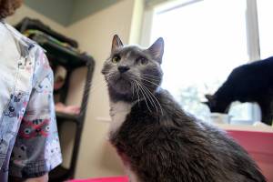 Servo looks towards the photographer while trying to get some pets from people in the room on Wednesday, July 20, 2022, at Purrfect Pals Cat Sanctuary in Arlington, Washington. (Ryan Berry / The Herald)
