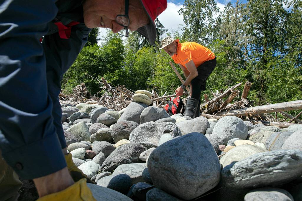 Jon Elmgren and fellow Everett Rock and Gem Club members dig around for rocks on July 23 along the Nooksack River near Deming. (Ryan Berry / The Herald)