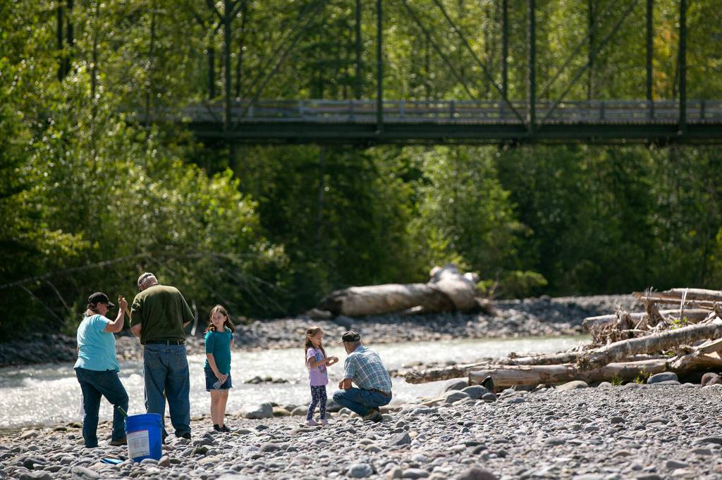A group of rockhounds scour the riverbed for olivine and other types of rock on July 23 along the Nooksack River near Deming. (Ryan Berry / The Herald)