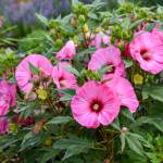 Candy Crush Summerific Hibiscus