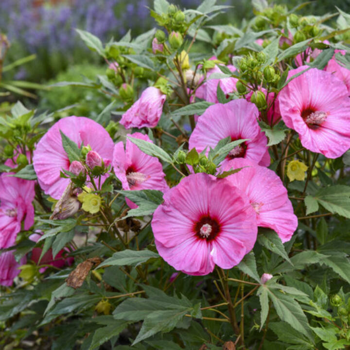Candy Crush Summerific Hibiscus