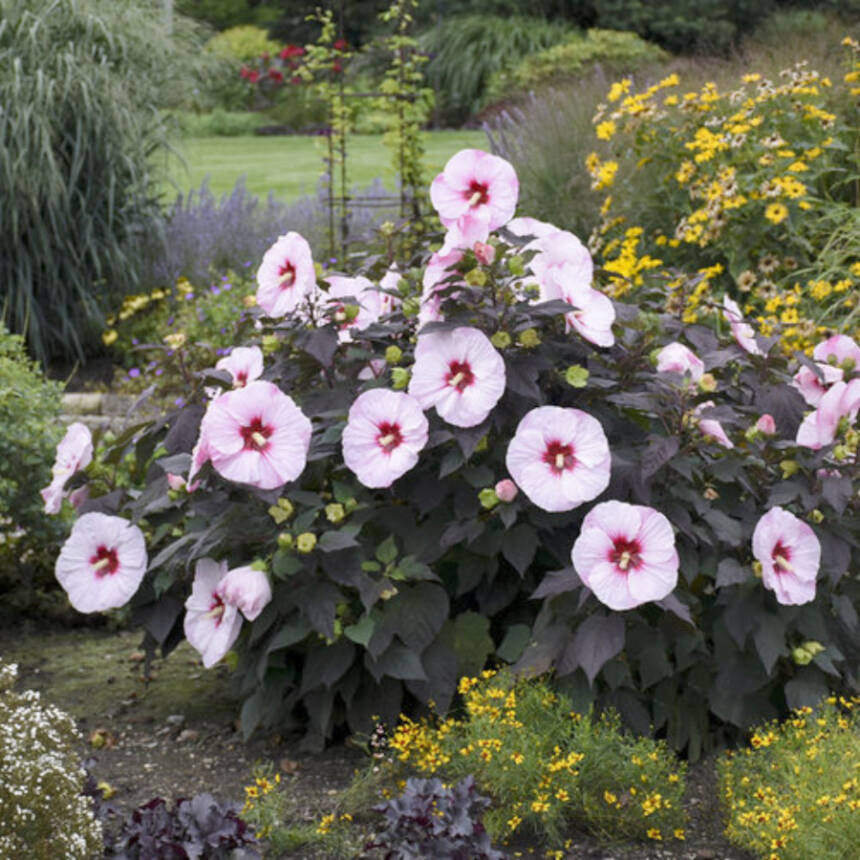 Perfect Storm Summerific Hibiscus