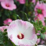 Ballet Slippers Summerific Hibiscus