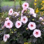 Perfect Storm Summerific Hibiscus