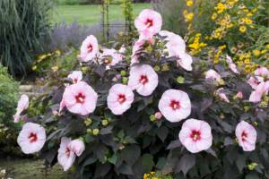 Perfect Storm Summerific Hibiscus