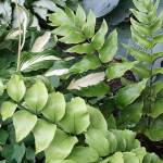 Large-leaf holly fern. (Richie Steffens)