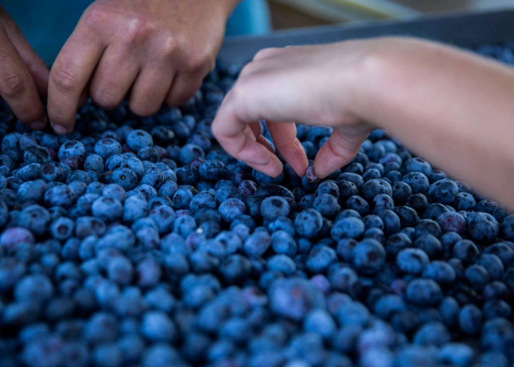 Ella Larson and Simon Fuentes sort through blueberries at Hazel Blue Acres on Friday, Aug. 12, 2022 in Arlington, Washington. (Olivia Vanni / The Herald)