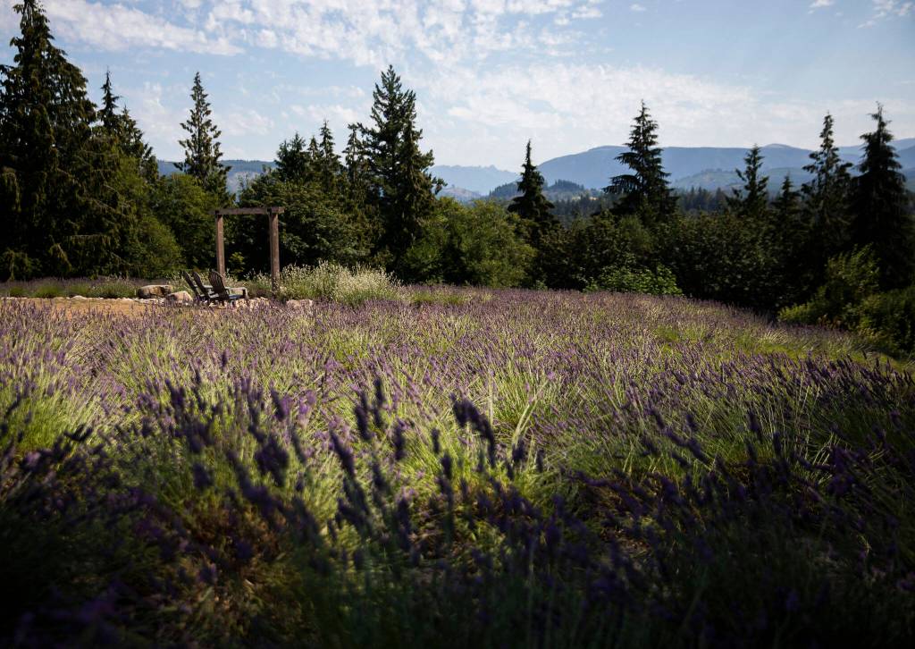 A viewpoint over the field of lavender at Purple Robe Lavender Farm on Friday, in Arlington. (Olivia Vanni / The Herald)