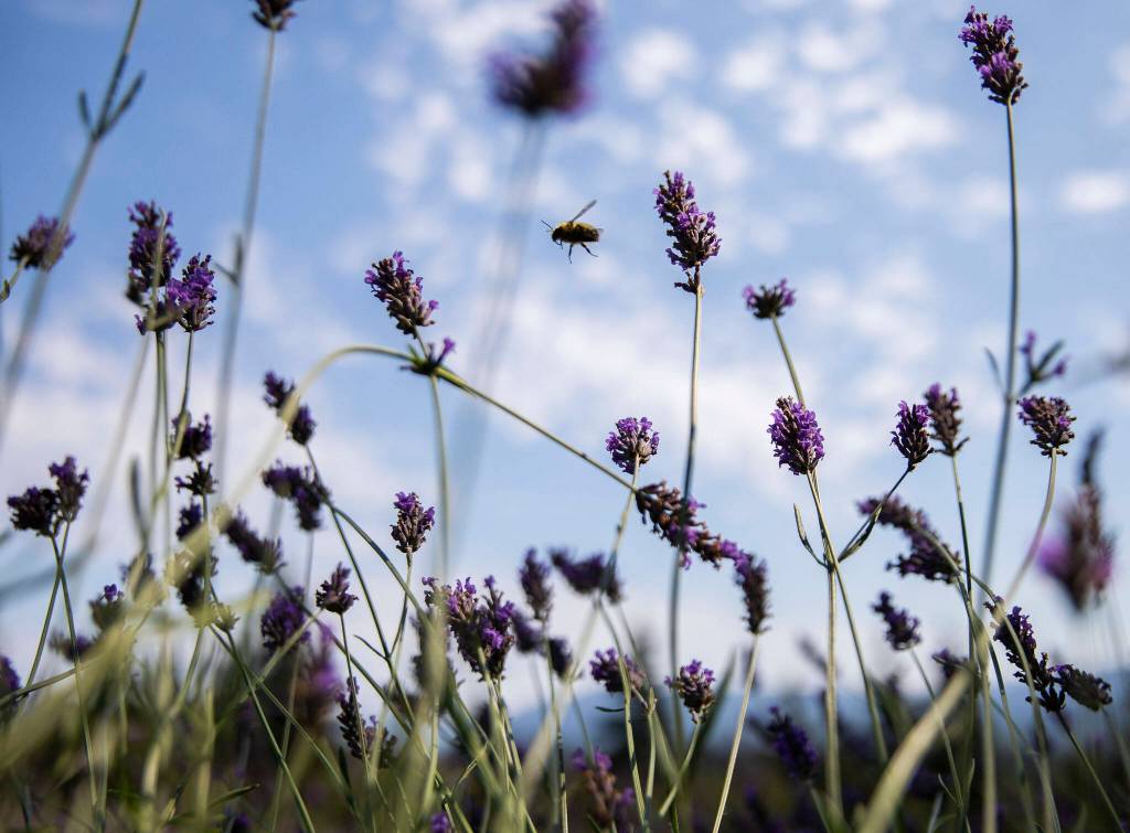 A bee flies from lavender flower to lavender flower at Purple Robe Lavender Farm on Friday, in Arlington. (Olivia Vanni / The Herald)