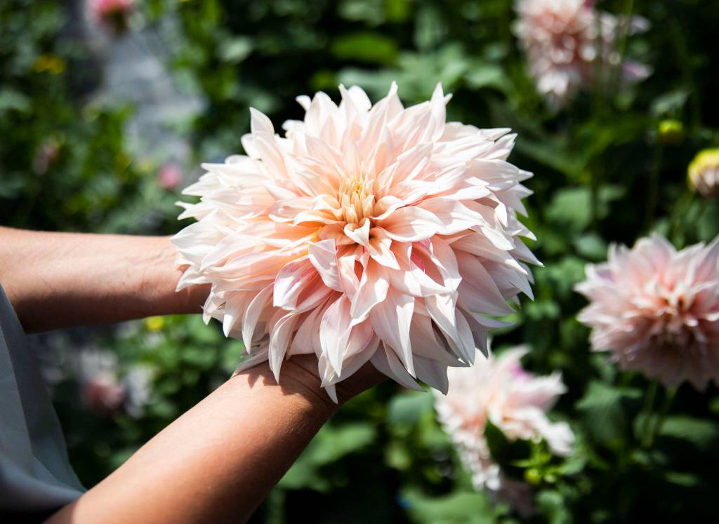 Pretty Flower Farm owner Zhanna Andreyanov holds one of her prized dahlias on Friday, in Arlington. (Olivia Vanni / The Herald)