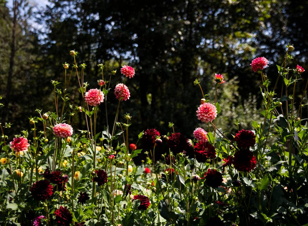 Multi-colored dahlias at Pretty Flower Farm on Friday, in Arlington. (Olivia Vanni / The Herald)