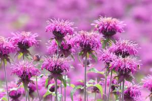 Monarda is a flower that brings bright color to the flower bed in summer, and it has a refreshing fragrance. (Getty Images)
