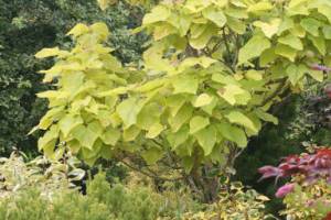 Golden catalpa. (Richie Steffens)