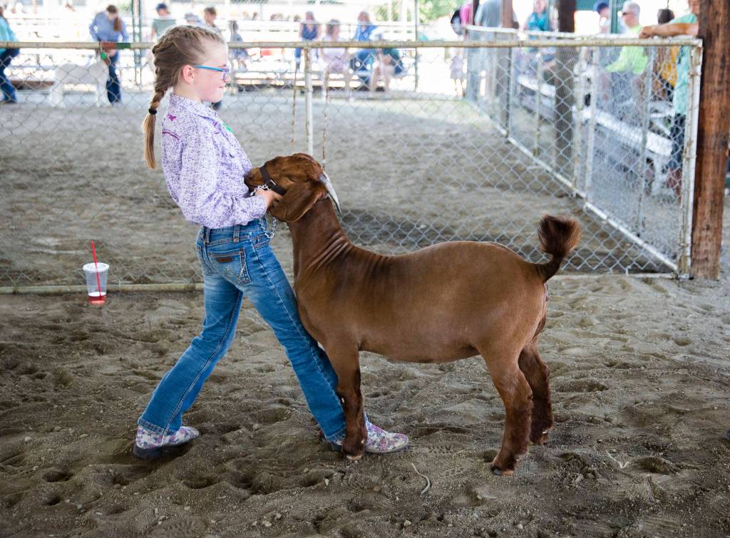 Kinsley Huscusson, 10, practices before heading in to show her goat Peaches during opening day of the Evergreen State Fair on Thursday, in Monroe. (Olivia Vanni / The Herald)