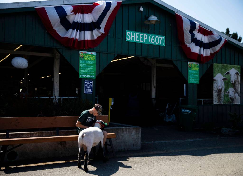 Jackson Dewy sits outside of the sheep shed with his sheep Wilbur during opening day of the Evergreen State Fair on Thursday, in Monroe. (Olivia Vanni / The Herald)