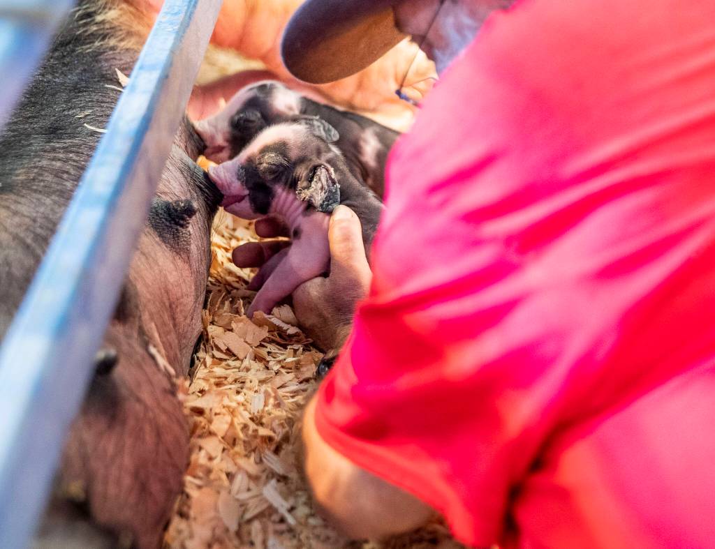 Ed Miller helps a piglet attach to its mom to feed during opening day of the Evergreen State Fair on Thursday, in Monroe. (Olivia Vanni / The Herald)